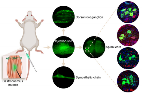nrr使用神经示踪剂逆行示踪的最佳时间