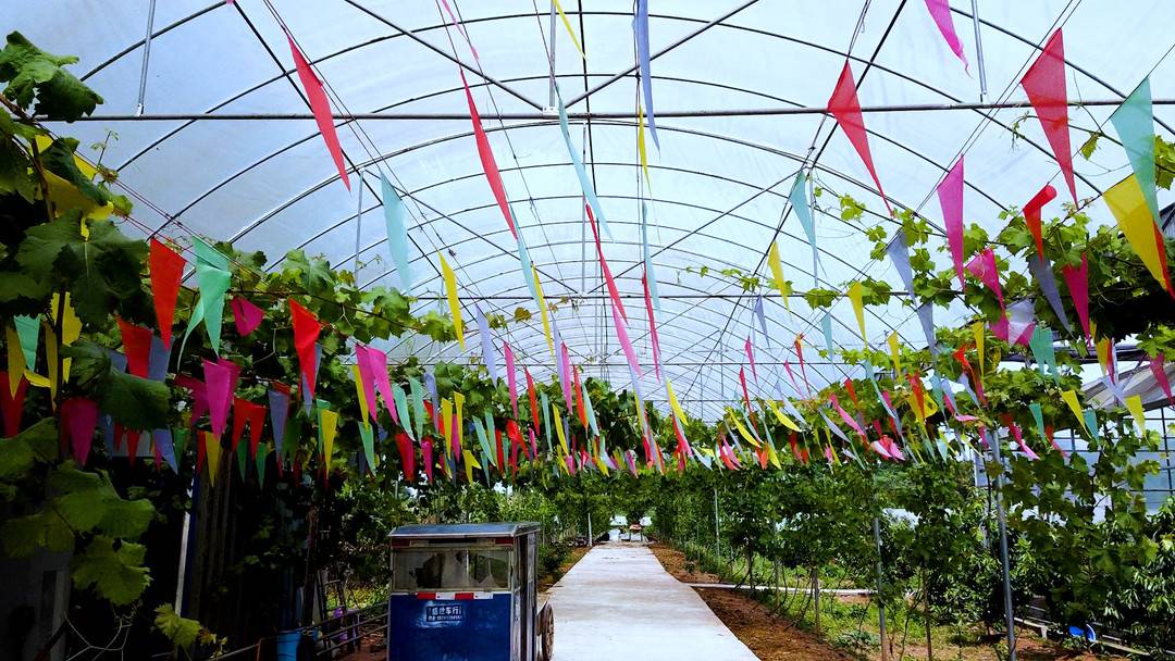 董家埂镇打造特色农产品产业链助力乡村振兴成都东部新区两周年