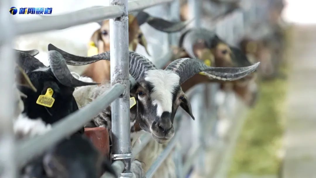 阿旺绵羊青稞粉特色帮扶真不错