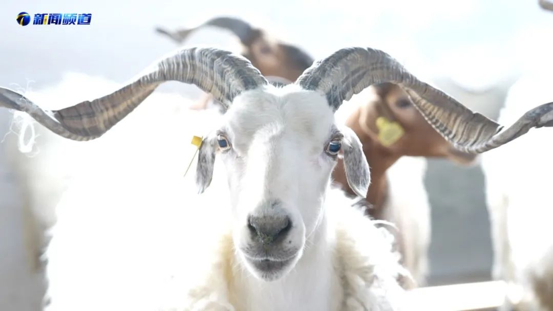 阿旺绵羊青稞粉特色帮扶真不错