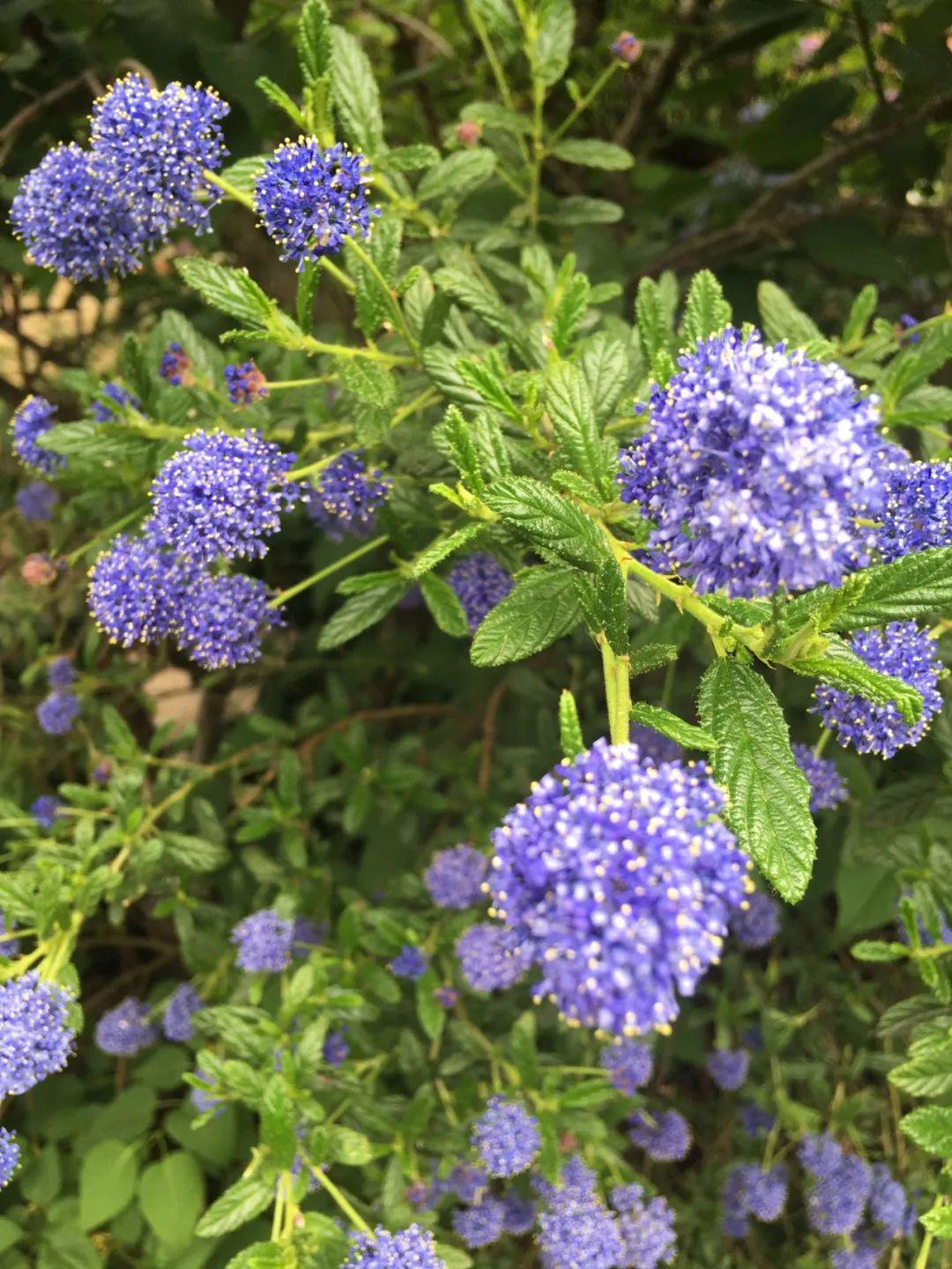 想养好美洲茶这几点一定要做好了