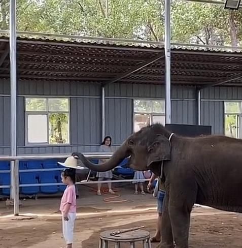 陈乔恩为小象莫莉发声冲上热搜!网友心疼:请救救我们的全民公主休闲区蓝鸢梦想 - Www.slyday.coM 陈乔恩为小象莫莉发声冲上热搜!网友心疼:请救救我们的全民公主休闲区蓝鸢梦想 - Www.slyday.coM