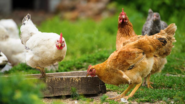 养殖业冰火两重天猪鸡价格何时迎拐点惠农网大数据有答案