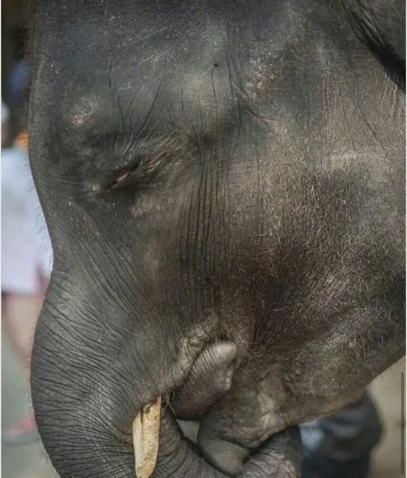 陈乔恩为小象莫莉发声冲上热搜!网友心疼:请救救我们的全民公主休闲区蓝鸢梦想 - Www.slyday.coM 陈乔恩为小象莫莉发声冲上热搜!网友心疼:请救救我们的全民公主休闲区蓝鸢梦想 - Www.slyday.coM