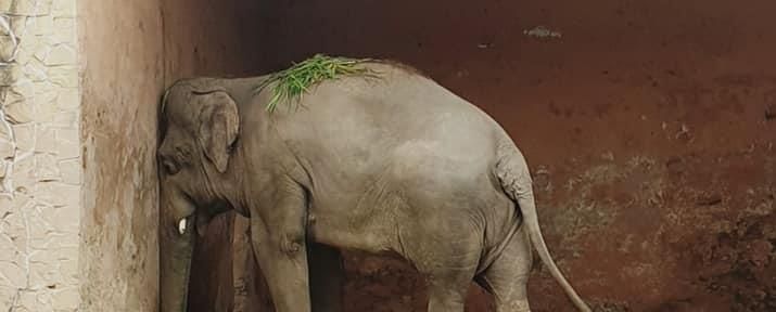 陈乔恩为小象莫莉发声冲上热搜!网友心疼:请救救我们的全民公主休闲区蓝鸢梦想 - Www.slyday.coM 陈乔恩为小象莫莉发声冲上热搜!网友心疼:请救救我们的全民公主休闲区蓝鸢梦想 - Www.slyday.coM