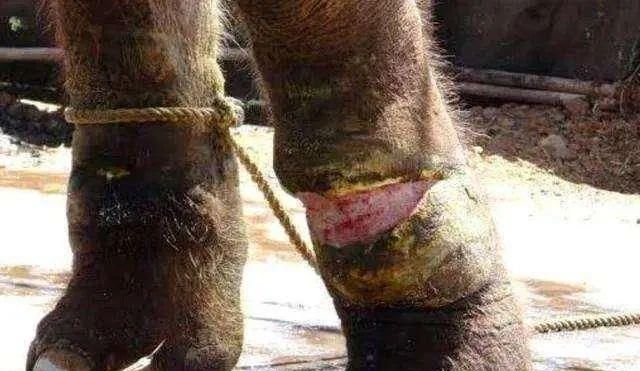 陈乔恩为小象莫莉发声冲上热搜!网友心疼:请救救我们的全民公主休闲区蓝鸢梦想 - Www.slyday.coM 陈乔恩为小象莫莉发声冲上热搜!网友心疼:请救救我们的全民公主休闲区蓝鸢梦想 - Www.slyday.coM