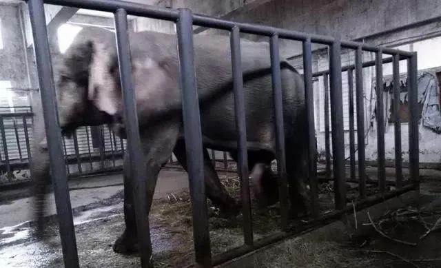 陈乔恩为小象莫莉发声冲上热搜!网友心疼:请救救我们的全民公主休闲区蓝鸢梦想 - Www.slyday.coM 陈乔恩为小象莫莉发声冲上热搜!网友心疼:请救救我们的全民公主休闲区蓝鸢梦想 - Www.slyday.coM