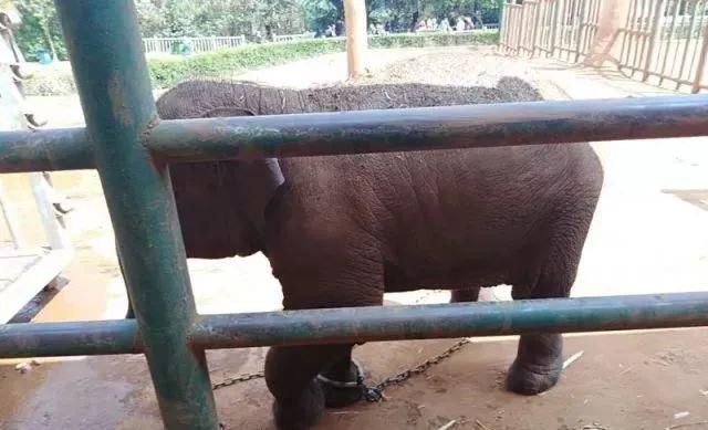 陈乔恩为小象莫莉发声冲上热搜!网友心疼:请救救我们的全民公主休闲区蓝鸢梦想 - Www.slyday.coM 陈乔恩为小象莫莉发声冲上热搜!网友心疼:请救救我们的全民公主休闲区蓝鸢梦想 - Www.slyday.coM