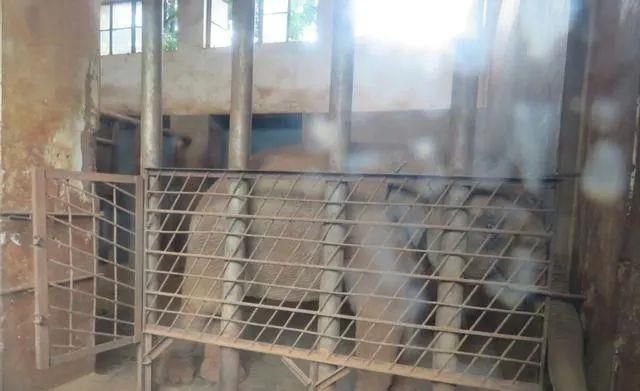 陈乔恩为小象莫莉发声冲上热搜!网友心疼:请救救我们的全民公主休闲区蓝鸢梦想 - Www.slyday.coM 陈乔恩为小象莫莉发声冲上热搜!网友心疼:请救救我们的全民公主休闲区蓝鸢梦想 - Www.slyday.coM