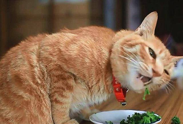 橘猫为吃东西努力踮脚凭借自己的体型成功从花猫嘴里抢到食物