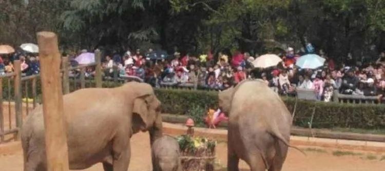 陈乔恩为小象莫莉发声冲上热搜!网友心疼:请救救我们的全民公主休闲区蓝鸢梦想 - Www.slyday.coM 陈乔恩为小象莫莉发声冲上热搜!网友心疼:请救救我们的全民公主休闲区蓝鸢梦想 - Www.slyday.coM