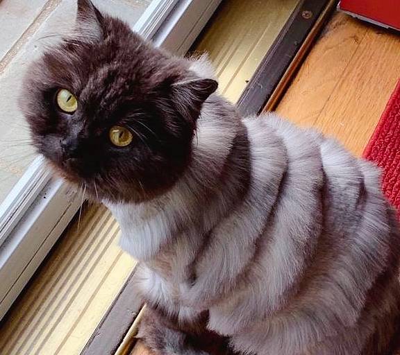 宠主让老公带猫咪去理发回来看到猫咪的造型差点打起来了