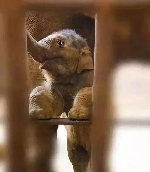 陈乔恩为小象莫莉发声冲上热搜!网友心疼:请救救我们的全民公主休闲区蓝鸢梦想 - Www.slyday.coM 陈乔恩为小象莫莉发声冲上热搜!网友心疼:请救救我们的全民公主休闲区蓝鸢梦想 - Www.slyday.coM