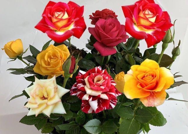 阳台再小也要摆盆它一树10色花团锦簇让人百看不厌