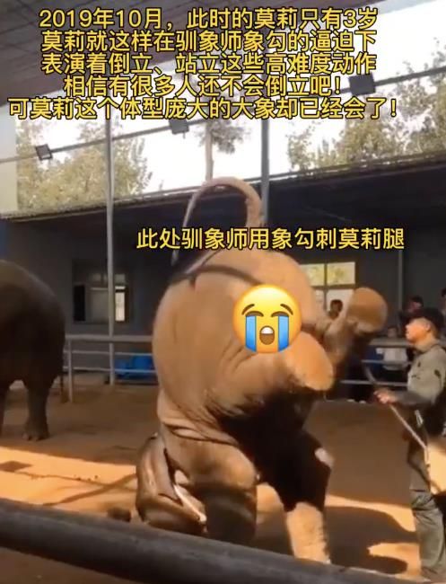 陈乔恩为小象莫莉发声冲上热搜!网友心疼:请救救我们的全民公主休闲区蓝鸢梦想 - Www.slyday.coM 陈乔恩为小象莫莉发声冲上热搜!网友心疼:请救救我们的全民公主休闲区蓝鸢梦想 - Www.slyday.coM