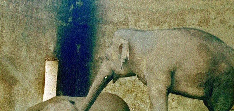 陈乔恩为小象莫莉发声冲上热搜!网友心疼:请救救我们的全民公主休闲区蓝鸢梦想 - Www.slyday.coM 陈乔恩为小象莫莉发声冲上热搜!网友心疼:请救救我们的全民公主休闲区蓝鸢梦想 - Www.slyday.coM