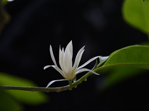 盘点白色系五款香花,你喜欢哪一款?