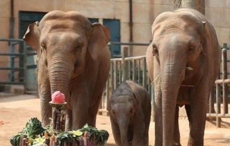 陈乔恩为小象莫莉发声冲上热搜!网友心疼:请救救我们的全民公主休闲区蓝鸢梦想 - Www.slyday.coM 陈乔恩为小象莫莉发声冲上热搜!网友心疼:请救救我们的全民公主休闲区蓝鸢梦想 - Www.slyday.coM