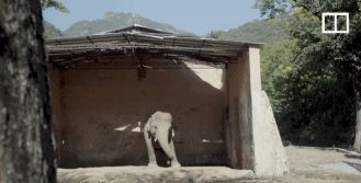 陈乔恩为小象莫莉发声冲上热搜!网友心疼:请救救我们的全民公主休闲区蓝鸢梦想 - Www.slyday.coM 陈乔恩为小象莫莉发声冲上热搜!网友心疼:请救救我们的全民公主休闲区蓝鸢梦想 - Www.slyday.coM