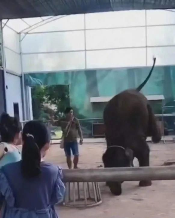 陈乔恩为小象莫莉发声冲上热搜!网友心疼:请救救我们的全民公主休闲区蓝鸢梦想 - Www.slyday.coM 陈乔恩为小象莫莉发声冲上热搜!网友心疼:请救救我们的全民公主休闲区蓝鸢梦想 - Www.slyday.coM