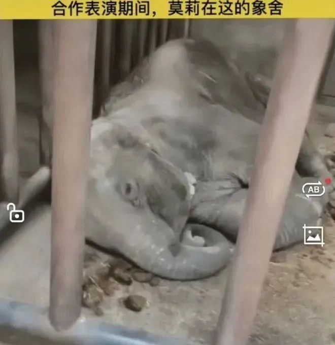 陈乔恩为小象莫莉发声冲上热搜!网友心疼:请救救我们的全民公主休闲区蓝鸢梦想 - Www.slyday.coM 陈乔恩为小象莫莉发声冲上热搜!网友心疼:请救救我们的全民公主休闲区蓝鸢梦想 - Www.slyday.coM