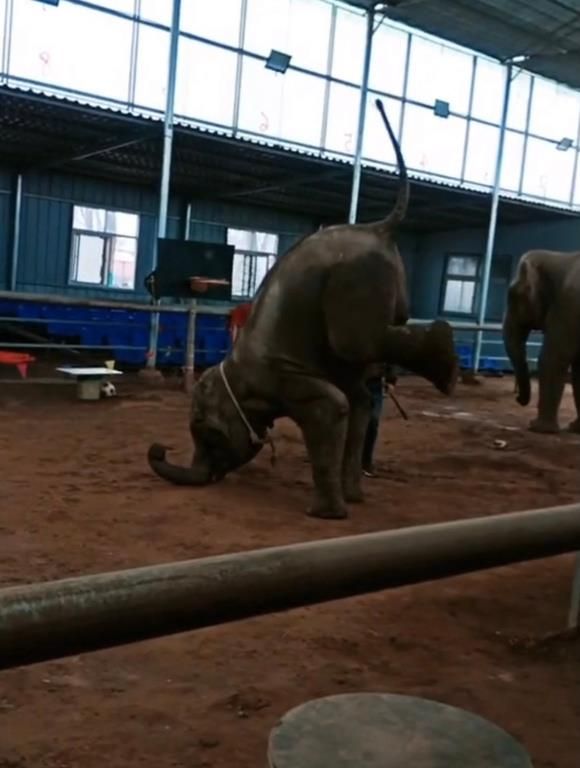 陈乔恩为小象莫莉发声冲上热搜!网友心疼:请救救我们的全民公主休闲区蓝鸢梦想 - Www.slyday.coM 陈乔恩为小象莫莉发声冲上热搜!网友心疼:请救救我们的全民公主休闲区蓝鸢梦想 - Www.slyday.coM