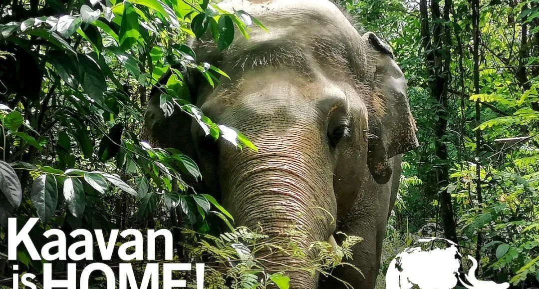 陈乔恩为小象莫莉发声冲上热搜!网友心疼:请救救我们的全民公主休闲区蓝鸢梦想 - Www.slyday.coM 陈乔恩为小象莫莉发声冲上热搜!网友心疼:请救救我们的全民公主休闲区蓝鸢梦想 - Www.slyday.coM