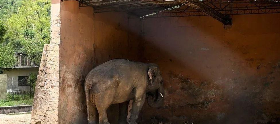 陈乔恩为小象莫莉发声冲上热搜!网友心疼:请救救我们的全民公主休闲区蓝鸢梦想 - Www.slyday.coM 陈乔恩为小象莫莉发声冲上热搜!网友心疼:请救救我们的全民公主休闲区蓝鸢梦想 - Www.slyday.coM