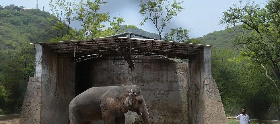 陈乔恩为小象莫莉发声冲上热搜!网友心疼:请救救我们的全民公主休闲区蓝鸢梦想 - Www.slyday.coM 陈乔恩为小象莫莉发声冲上热搜!网友心疼:请救救我们的全民公主休闲区蓝鸢梦想 - Www.slyday.coM