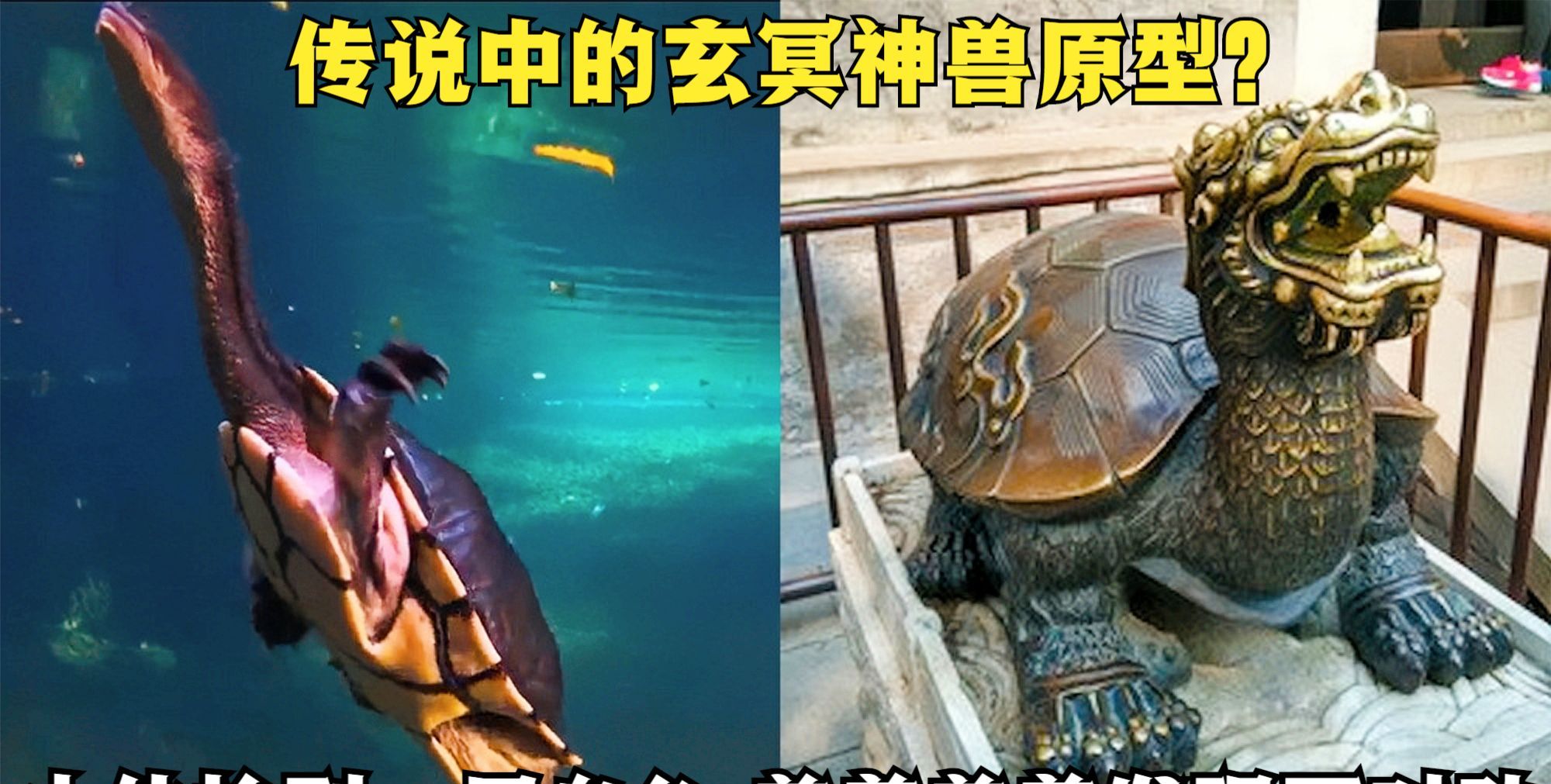 男子野外捡回一只乌龟养着养着感觉不对劲网友玄冥神兽