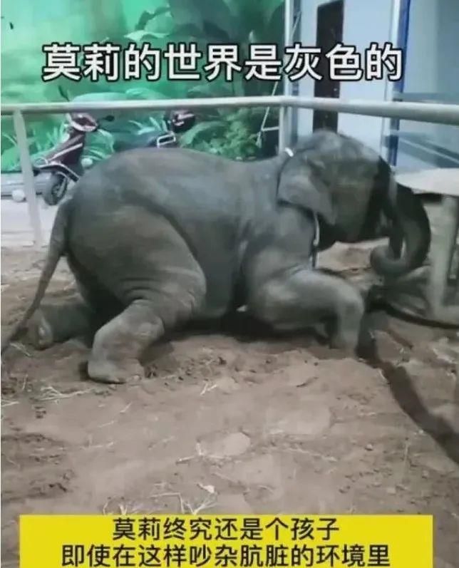 陈乔恩为小象莫莉发声冲上热搜!网友心疼:请救救我们的全民公主休闲区蓝鸢梦想 - Www.slyday.coM 陈乔恩为小象莫莉发声冲上热搜!网友心疼:请救救我们的全民公主休闲区蓝鸢梦想 - Www.slyday.coM