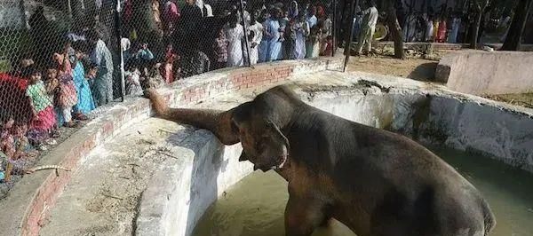 陈乔恩为小象莫莉发声冲上热搜!网友心疼:请救救我们的全民公主休闲区蓝鸢梦想 - Www.slyday.coM 陈乔恩为小象莫莉发声冲上热搜!网友心疼:请救救我们的全民公主休闲区蓝鸢梦想 - Www.slyday.coM