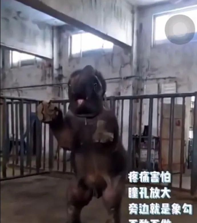 陈乔恩为小象莫莉发声冲上热搜!网友心疼:请救救我们的全民公主休闲区蓝鸢梦想 - Www.slyday.coM 陈乔恩为小象莫莉发声冲上热搜!网友心疼:请救救我们的全民公主休闲区蓝鸢梦想 - Www.slyday.coM