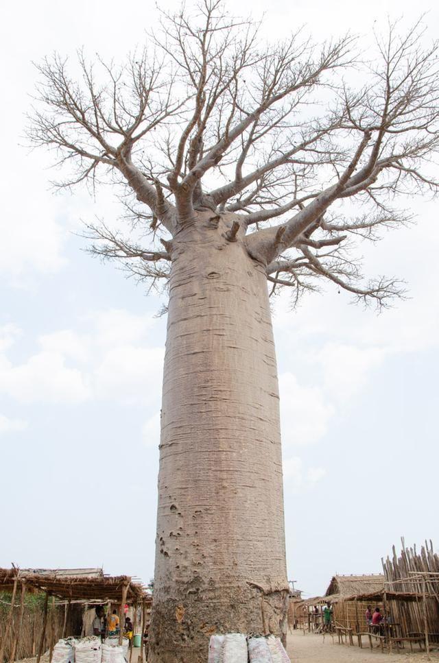 非洲神器奇倒栽树巨大无比仿佛外星来物