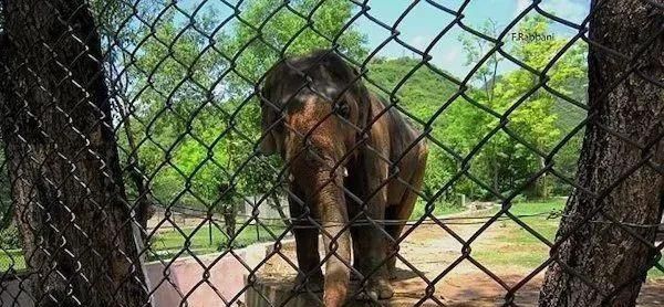 陈乔恩为小象莫莉发声冲上热搜!网友心疼:请救救我们的全民公主休闲区蓝鸢梦想 - Www.slyday.coM 陈乔恩为小象莫莉发声冲上热搜!网友心疼:请救救我们的全民公主休闲区蓝鸢梦想 - Www.slyday.coM