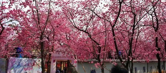 陈乔恩为小象莫莉发声冲上热搜!网友心疼:请救救我们的全民公主休闲区蓝鸢梦想 - Www.slyday.coM 陈乔恩为小象莫莉发声冲上热搜!网友心疼:请救救我们的全民公主休闲区蓝鸢梦想 - Www.slyday.coM