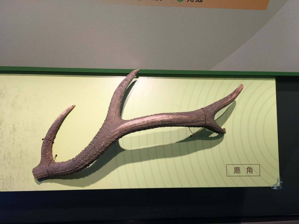 钟家港遗址出土的鹿角.新华社记者冯源 摄