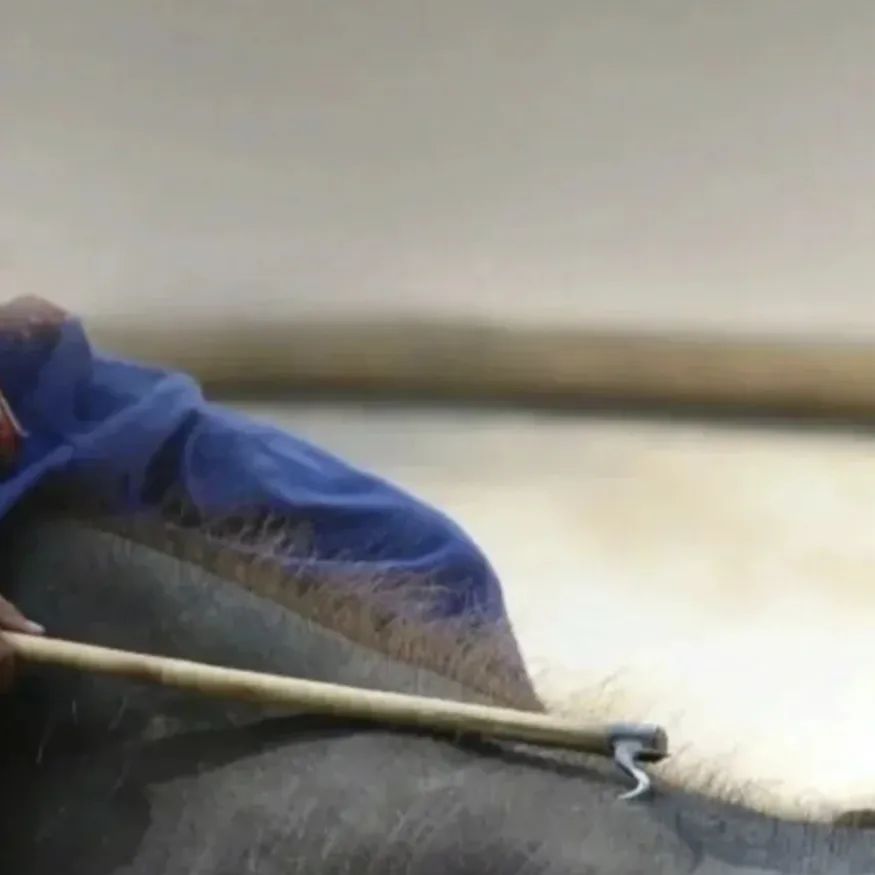 为什么我们难以救助“小象莫莉们”？休闲区蓝鸢梦想 - Www.slyday.coM