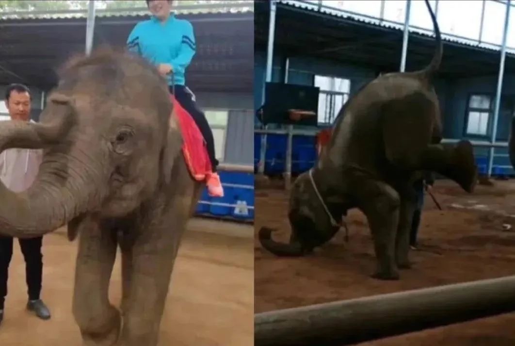 为什么我们难以救助“小象莫莉们”？休闲区蓝鸢梦想 - Www.slyday.coM