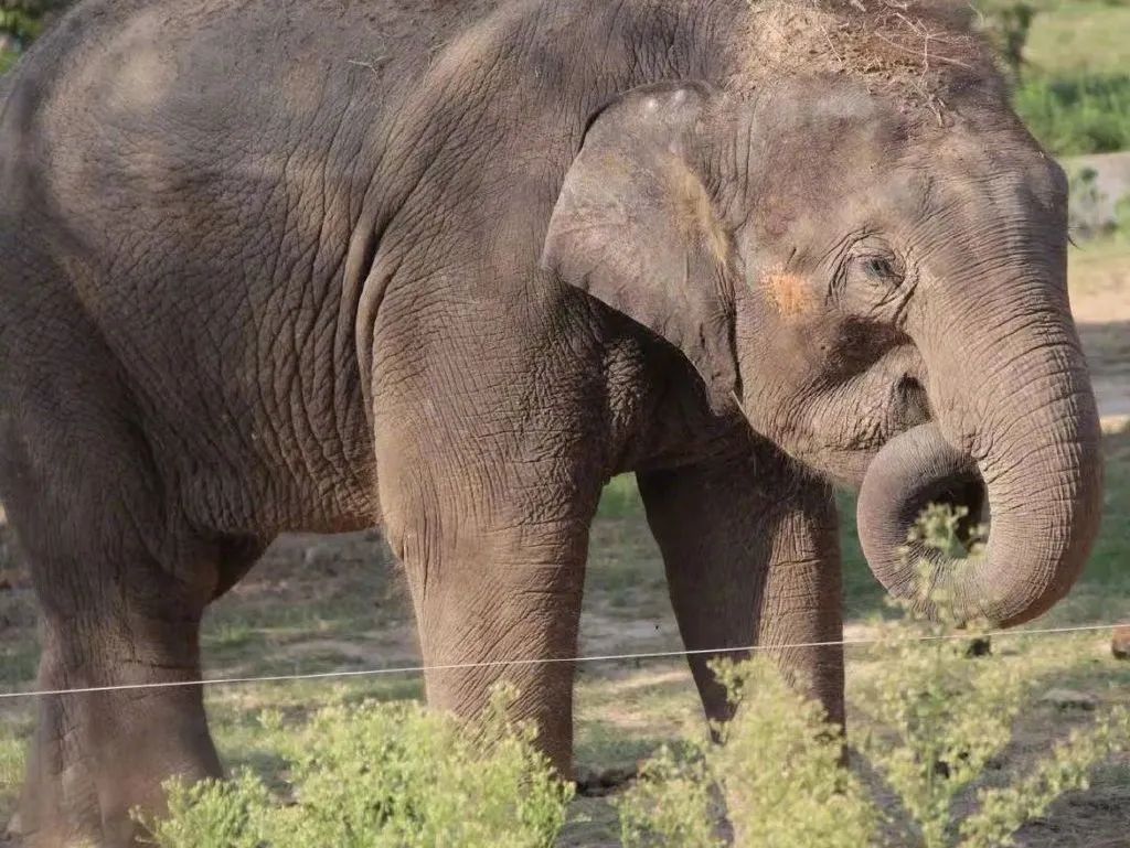 为什么我们难以救助“小象莫莉们”？休闲区蓝鸢梦想 - Www.slyday.coM