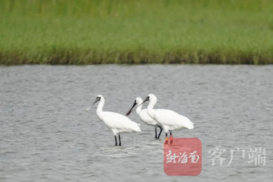 非常罕见！上百只白翅浮鸥首次“做客”昌江海尾湿地公园休闲区蓝鸢梦想 - Www.slyday.coM