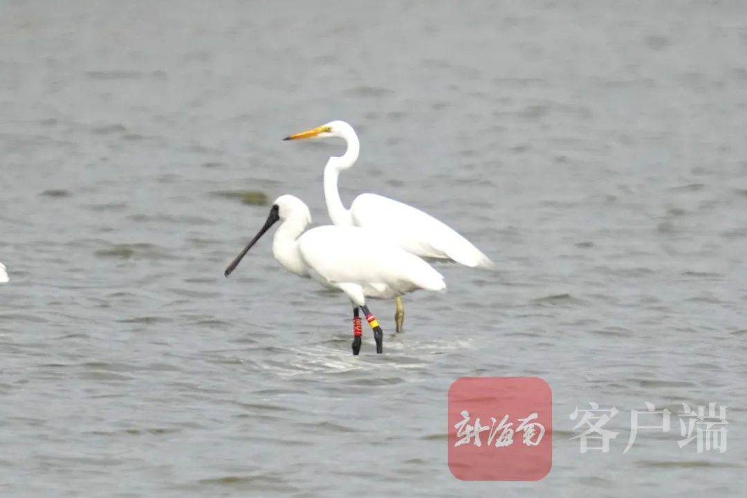 非常罕见！上百只白翅浮鸥首次“做客”昌江海尾湿地公园休闲区蓝鸢梦想 - Www.slyday.coM