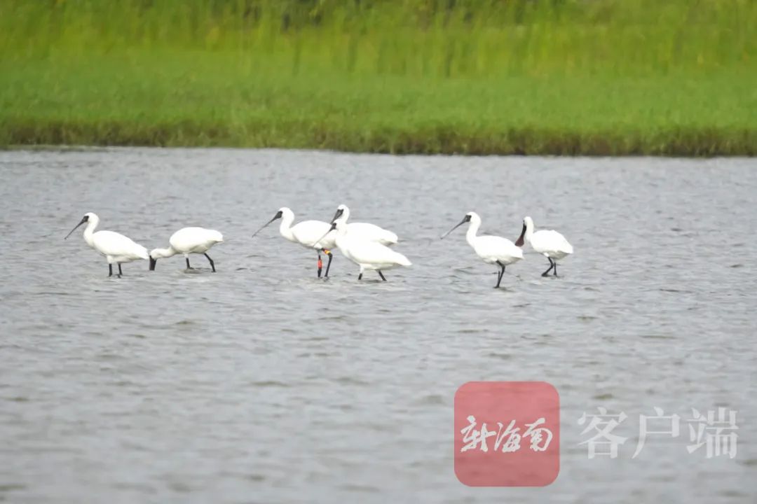 非常罕见！上百只白翅浮鸥首次“做客”昌江海尾湿地公园休闲区蓝鸢梦想 - Www.slyday.coM
