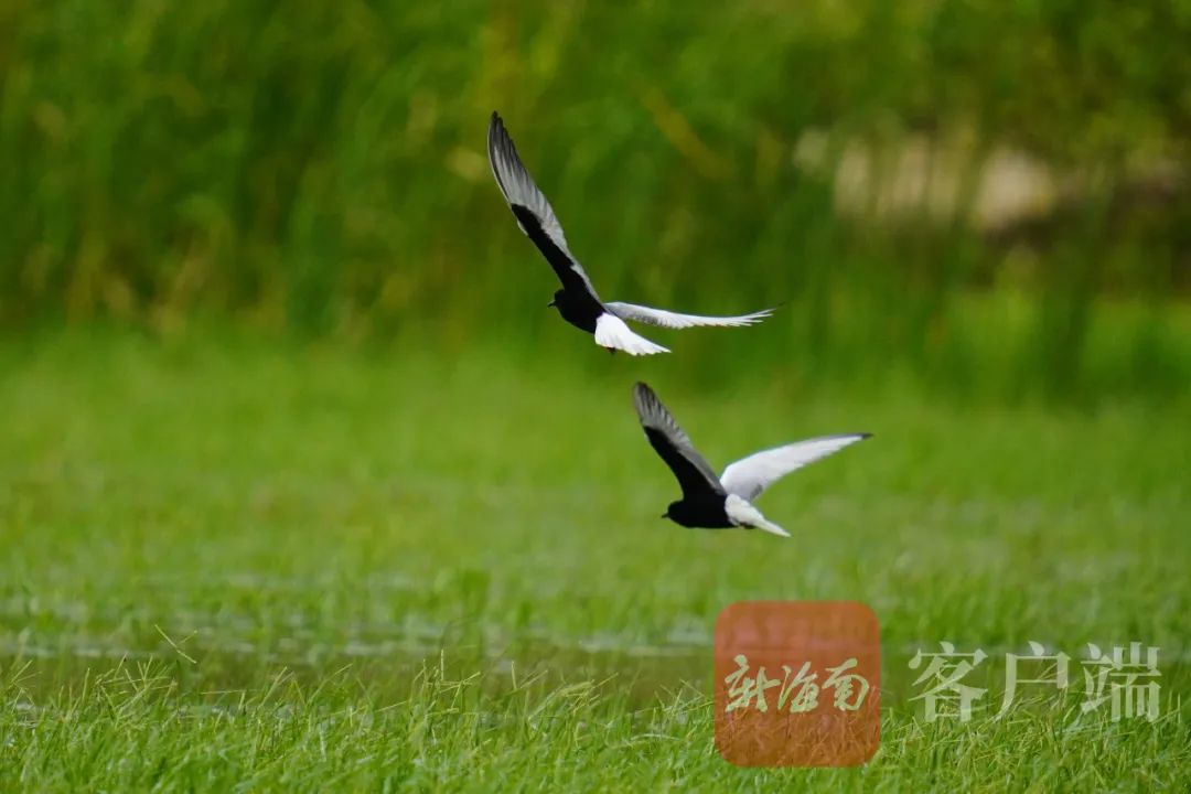 非常罕见！上百只白翅浮鸥首次“做客”昌江海尾湿地公园休闲区蓝鸢梦想 - Www.slyday.coM