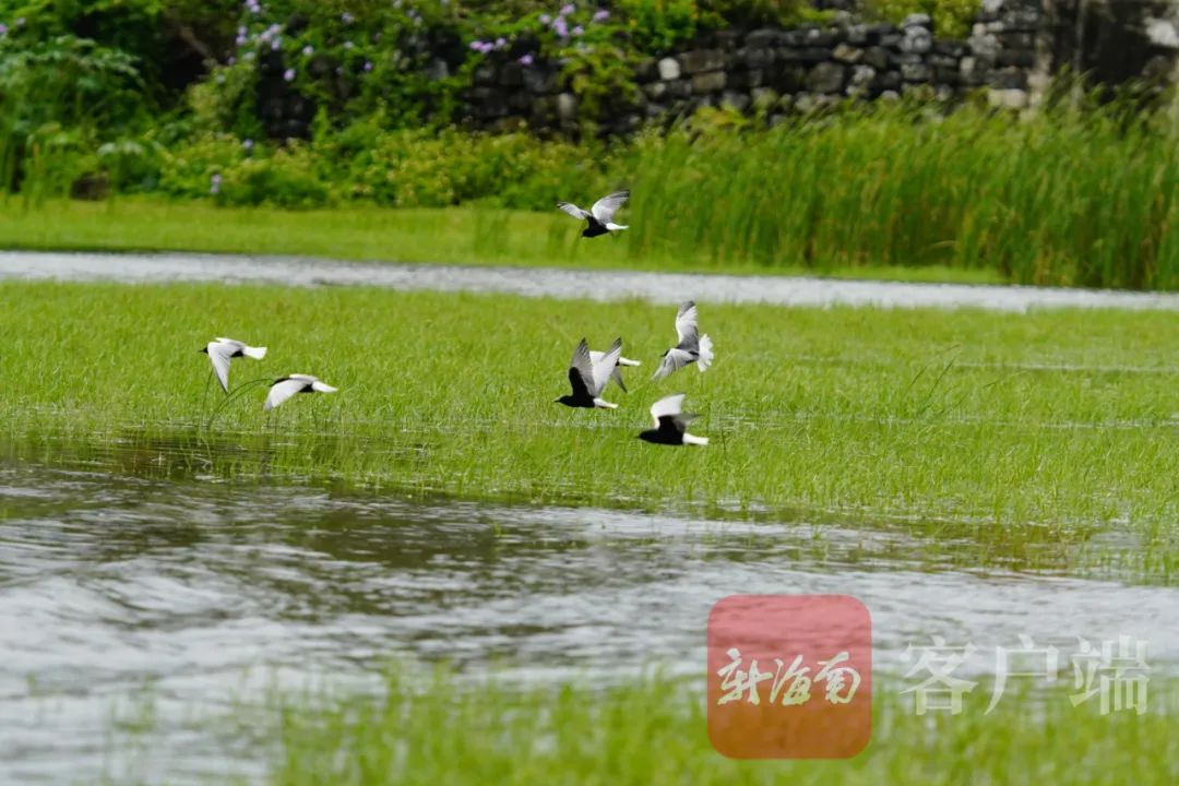 非常罕见！上百只白翅浮鸥首次“做客”昌江海尾湿地公园休闲区蓝鸢梦想 - Www.slyday.coM