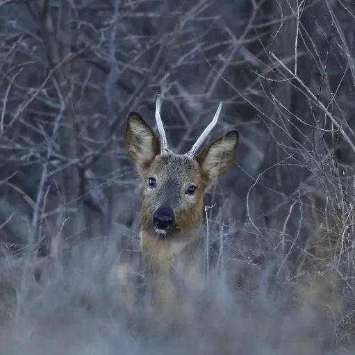 为什么我们难以救助“小象莫莉们”？休闲区蓝鸢梦想 - Www.slyday.coM