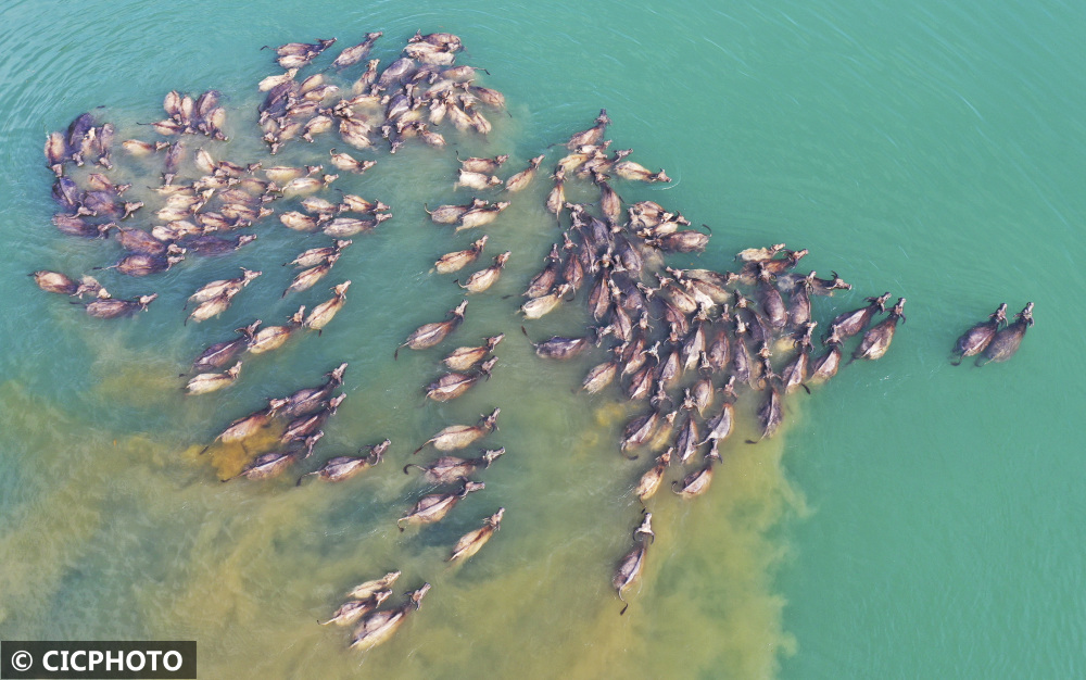 四川蓬安百牛渡江趟出振兴路