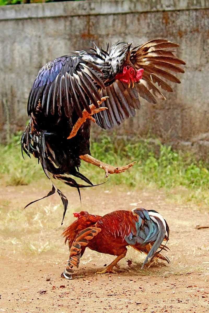 thumboor / wikimedia commons在菲律宾斗鸡和马来斗鸡的基础上,英国