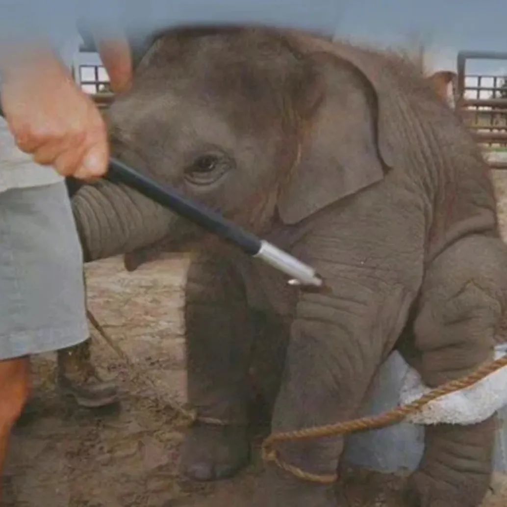 为什么我们难以救助“小象莫莉们”？休闲区蓝鸢梦想 - Www.slyday.coM