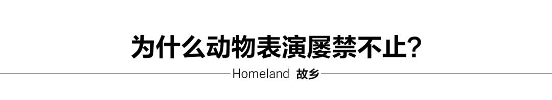 为什么我们难以救助“小象莫莉们”？休闲区蓝鸢梦想 - Www.slyday.coM